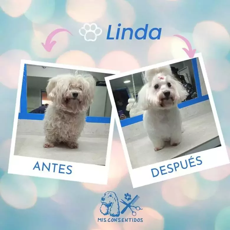 Peluquería Canina Mis Consentidos