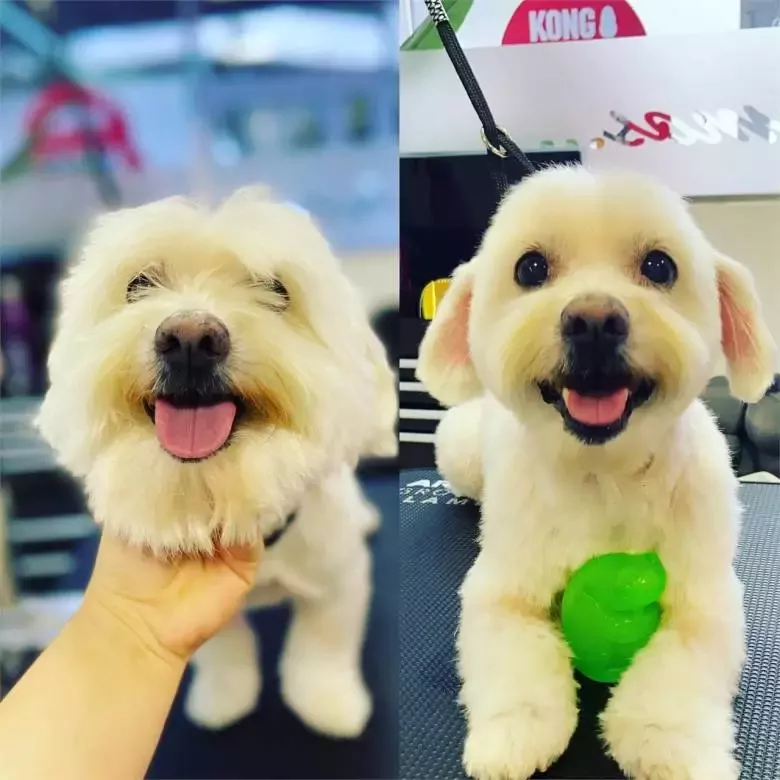 Peluquería Canina Monterrey