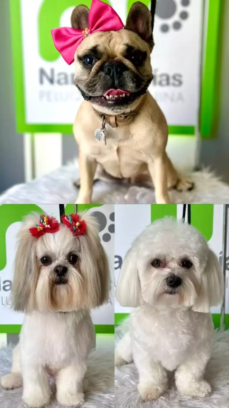 Peluquería Canina Narices Frías