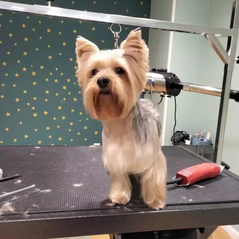 Peluquería canina Pistacho