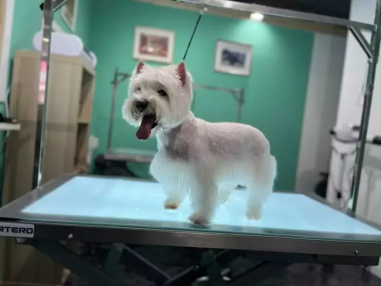 Peluquería Canina Xiros