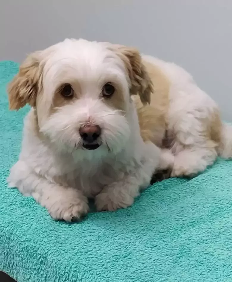 Perruquería Canina La Sonrisa de Noah