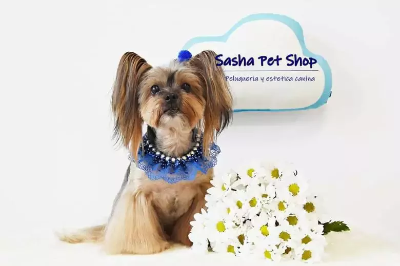 Sasha Pet Shop