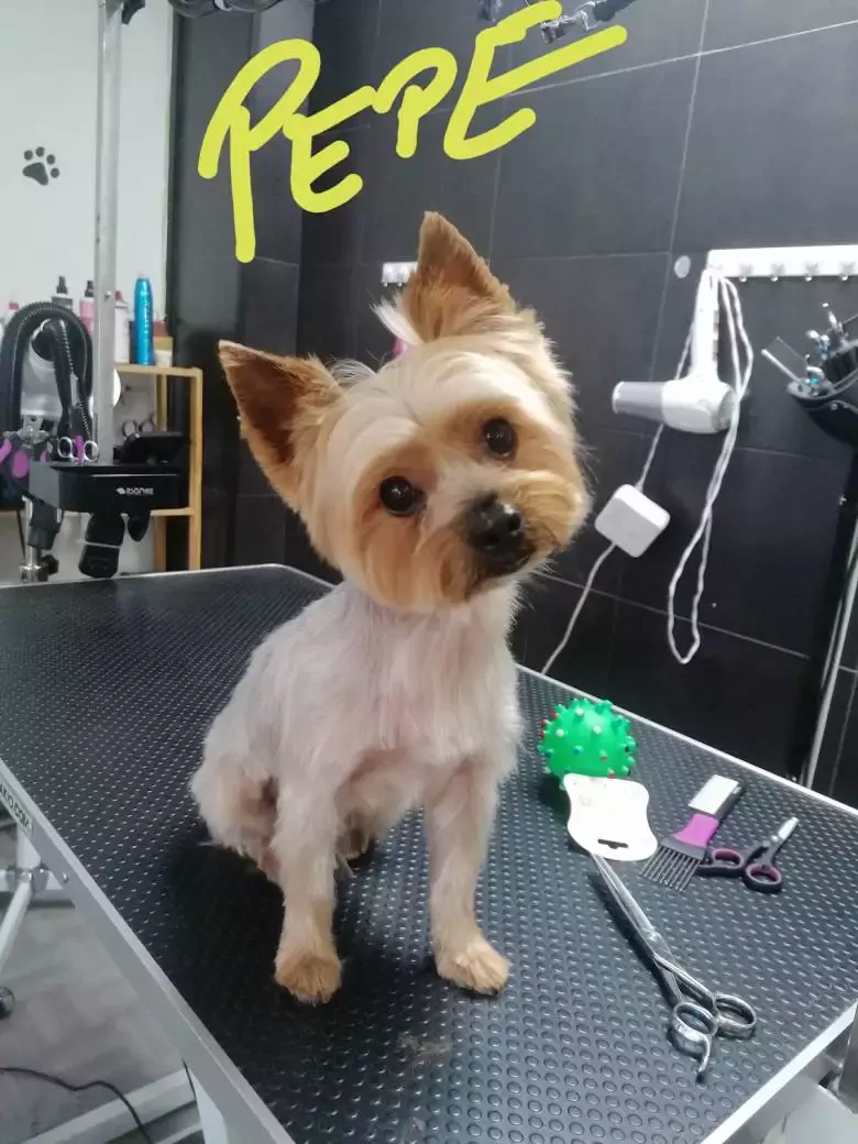 De Patitas En La Pelu peluquería canina