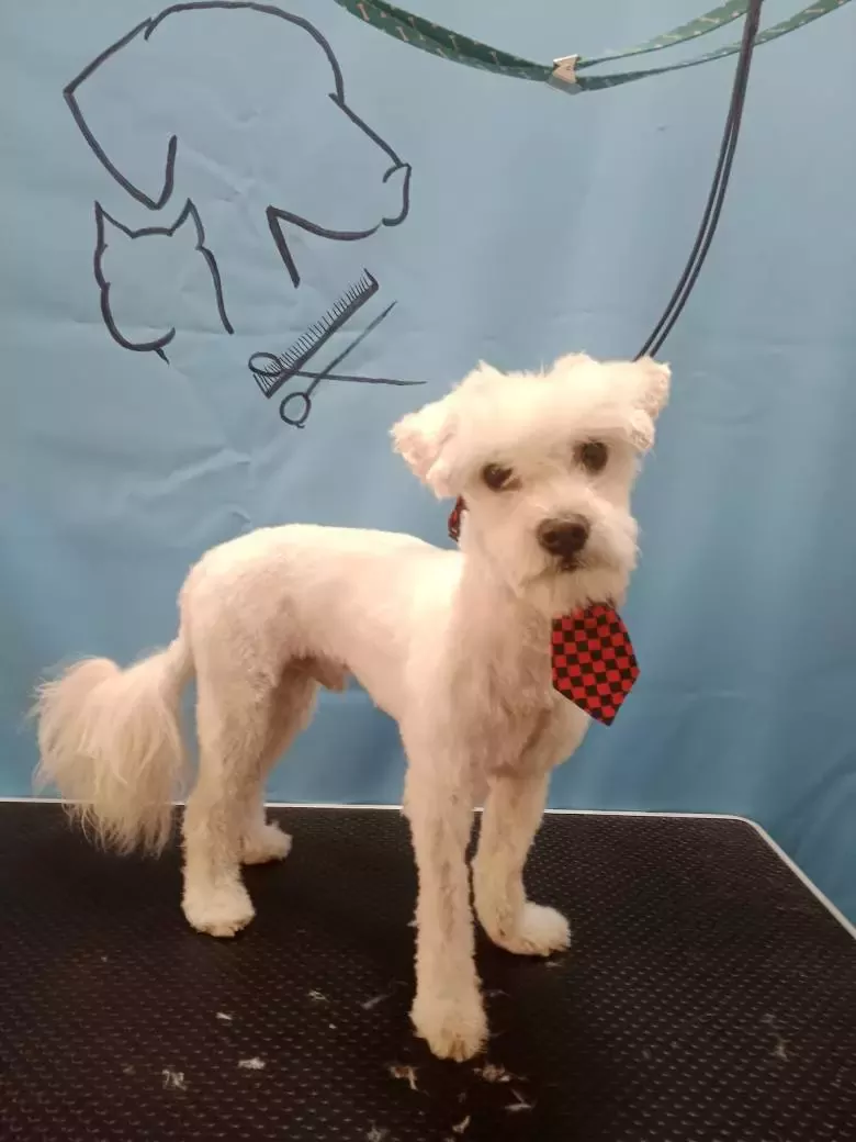 GatyCan Peluquería Canina