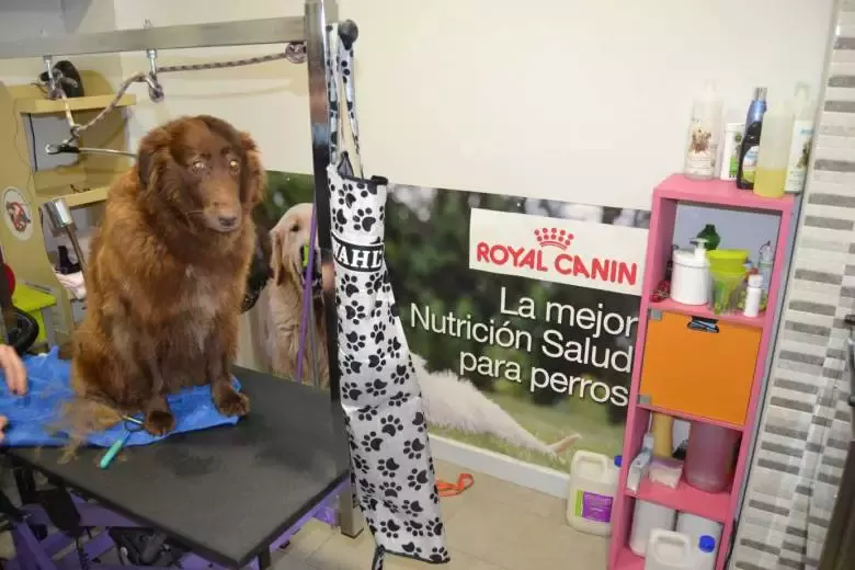 Peluquería Canina Animal Spa