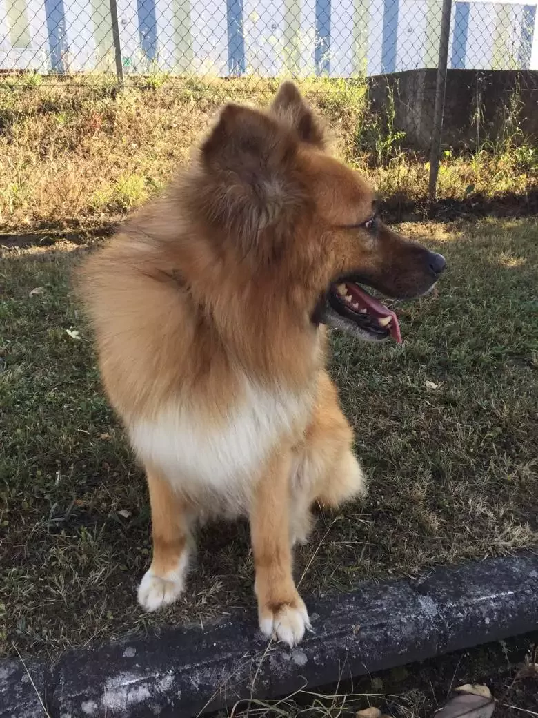 Peluquería Canina + Q PELOS