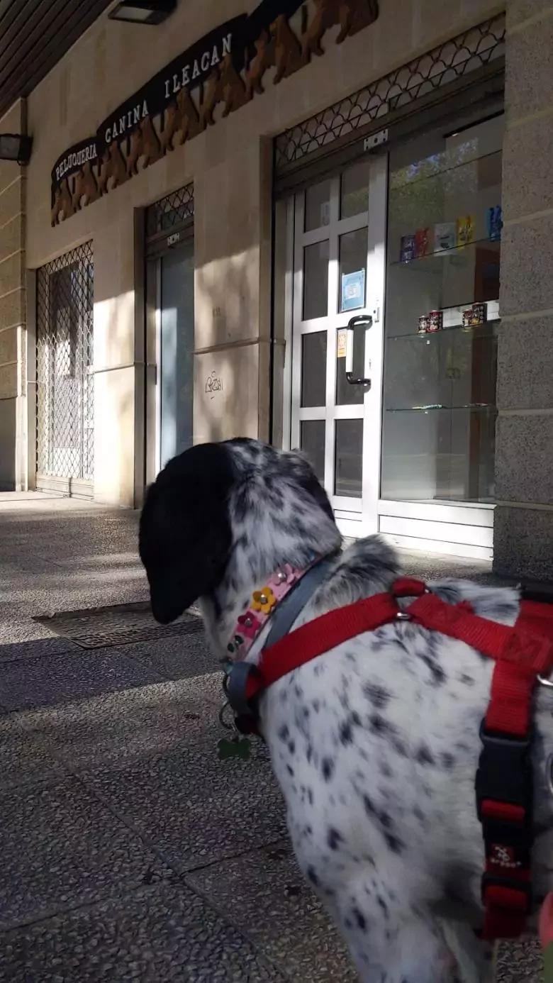 Peluquería y Adiestramiento canino