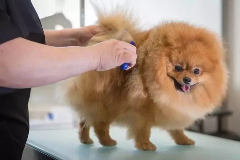 PINTTO PELUQUERIA CANINA