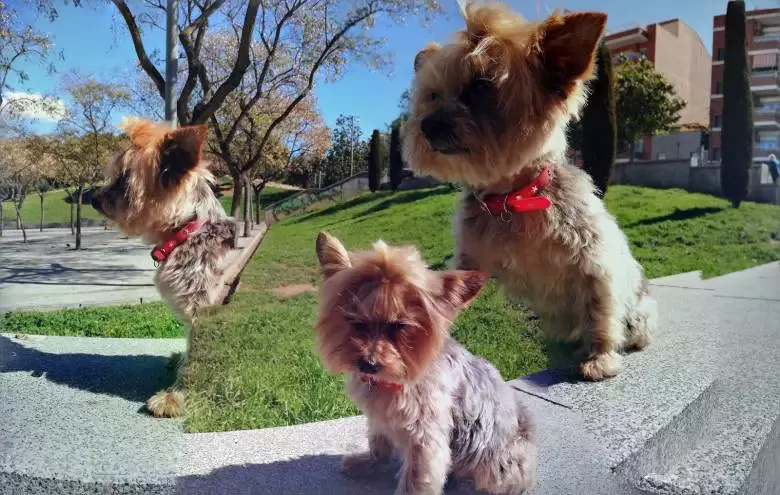 CAN DAN Peluquería Canina