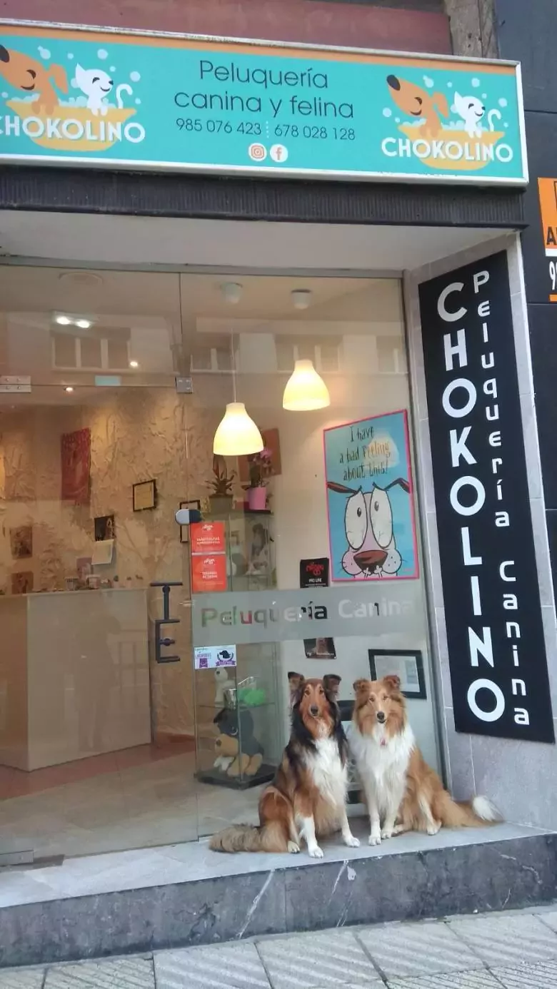 Chokolino peluquería canina