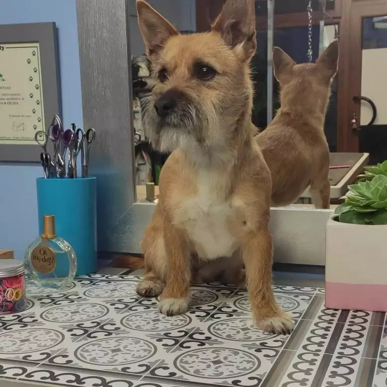 Peluquería canina La Tijera Loca