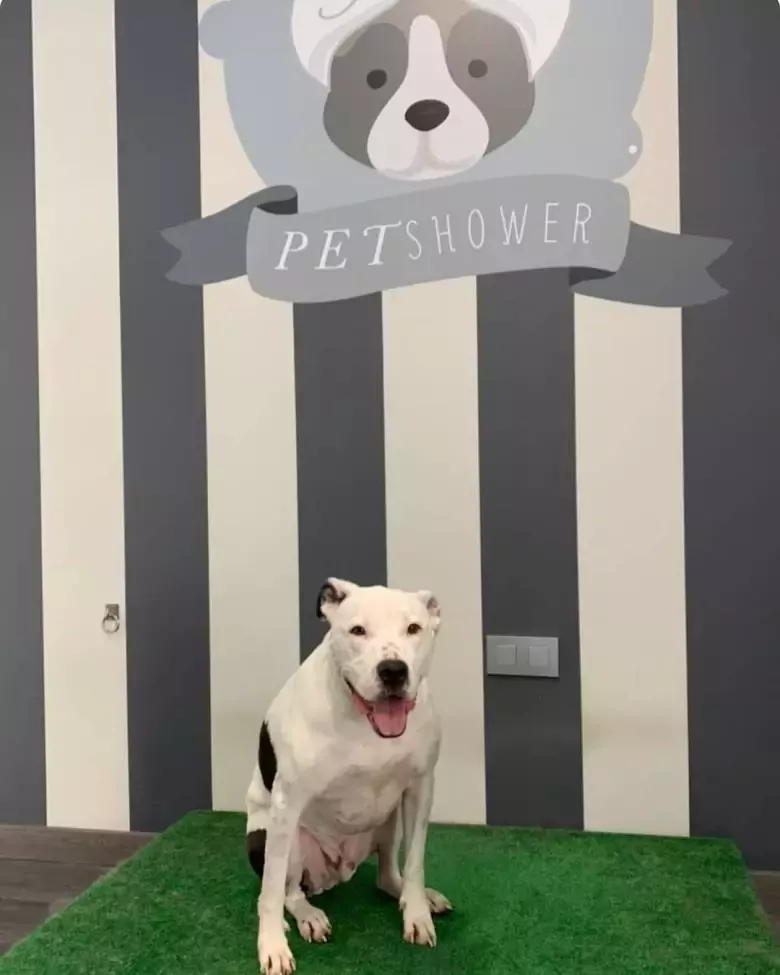 Pet Shower Autolavado de Mascotas