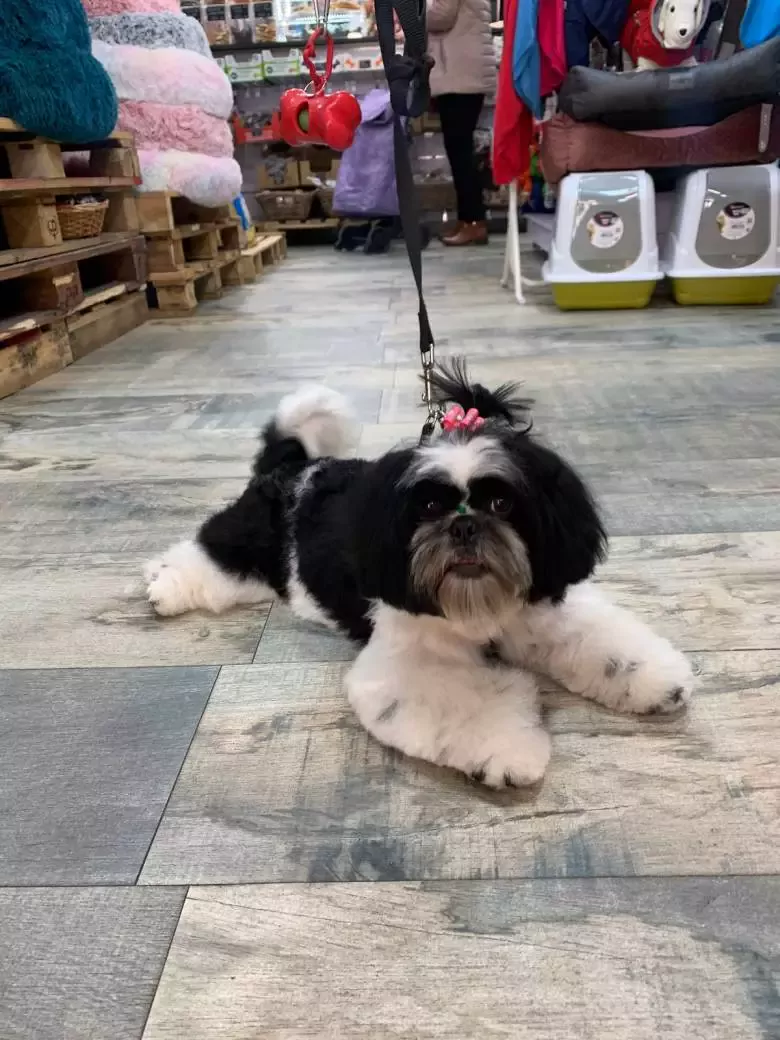 Tienda de animales y peluquería canina Leo Canin