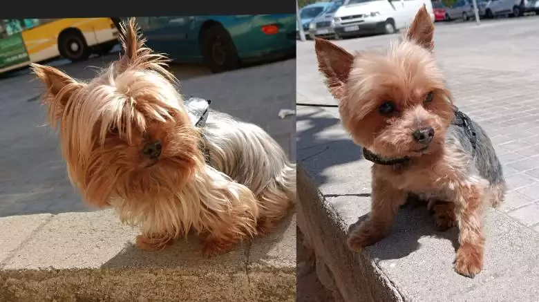 Zarpas peluquería canina y felina