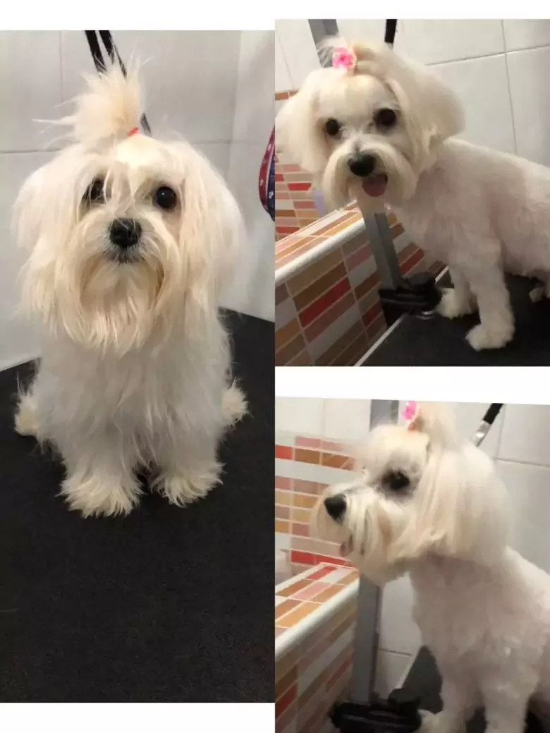 Peluqueria Canina Mi Reina