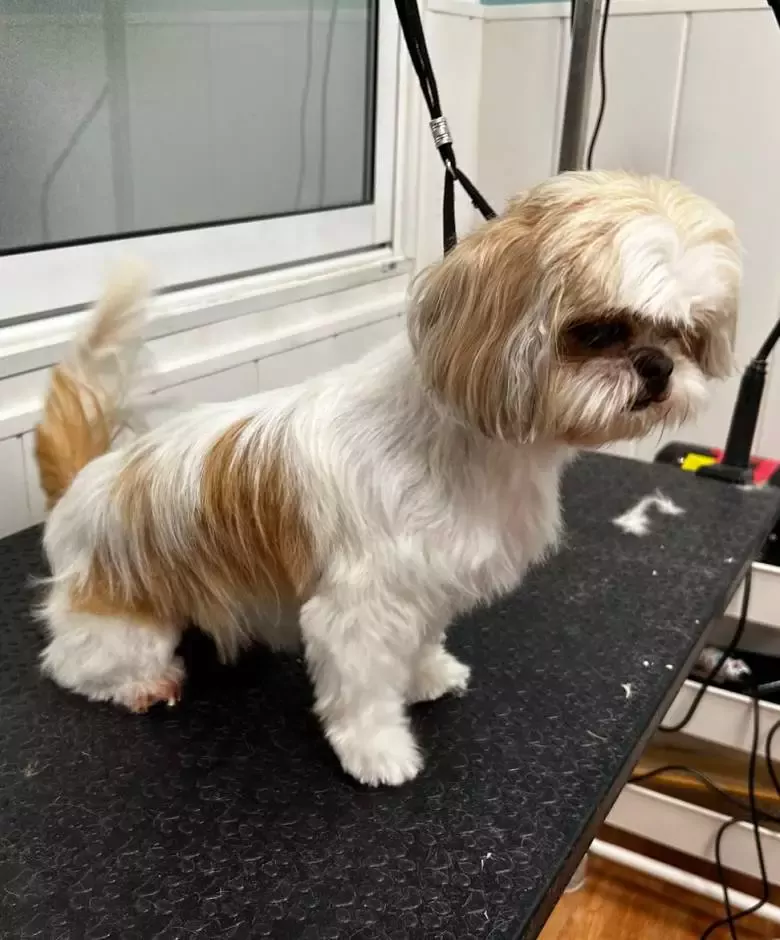 Peluquería canina y felina Gorbi