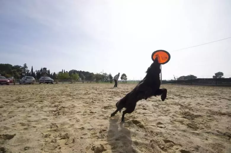 Piolcan Adiestramiento Canino y Peluquería Canina