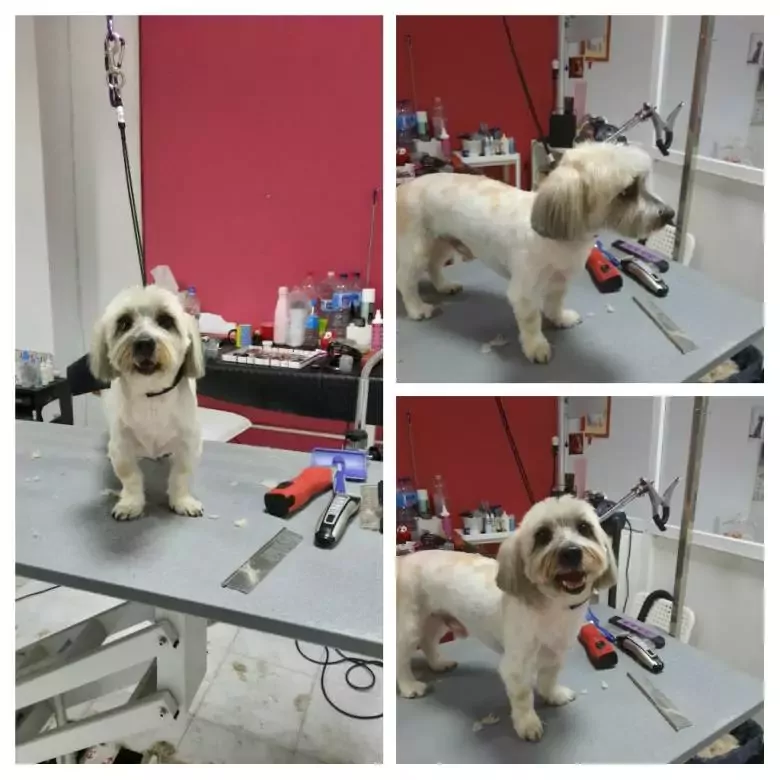 Amigo Peludo Peluquería Canina