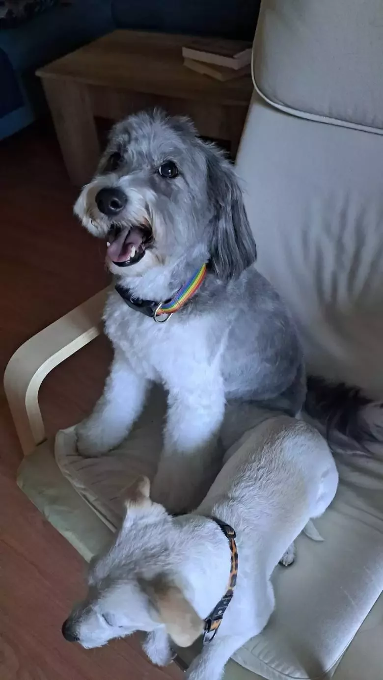 GUAU Peluquería Canina