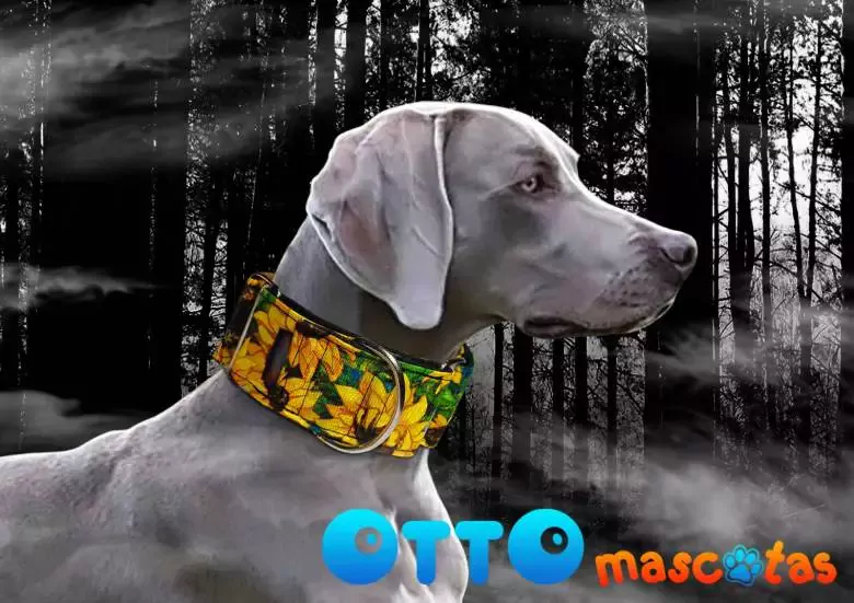 OTTO mascotas