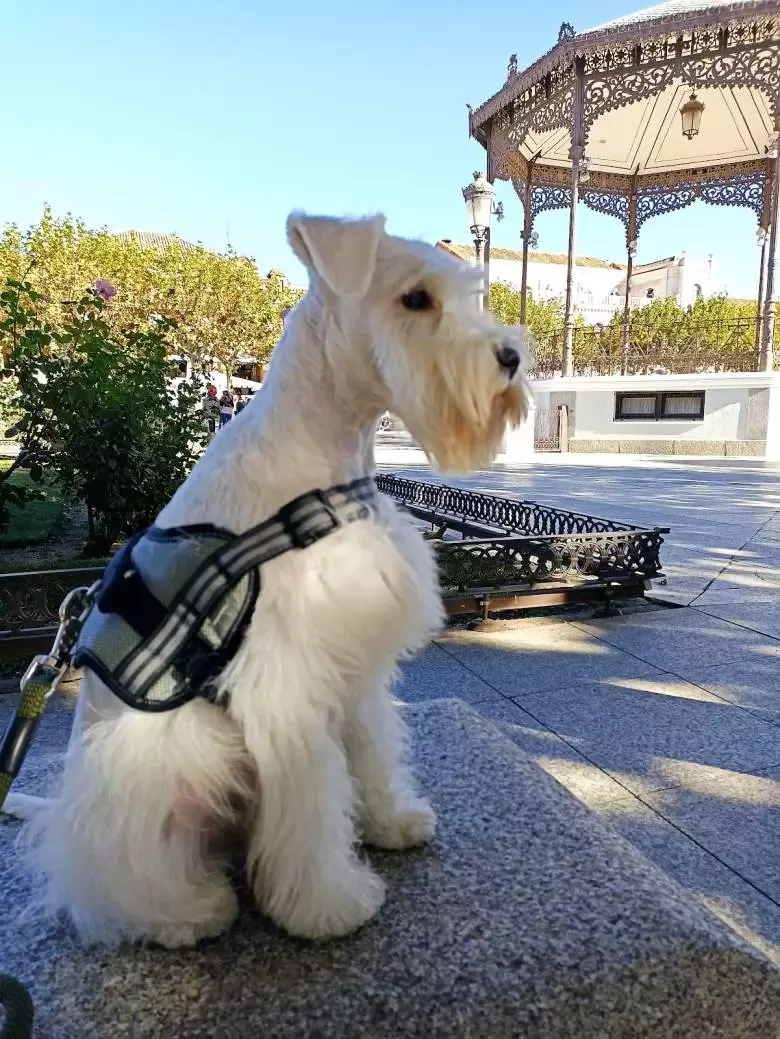 Peluquería canina Ciro