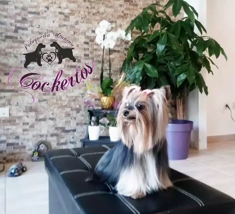 Peluquería Canina Cockertos