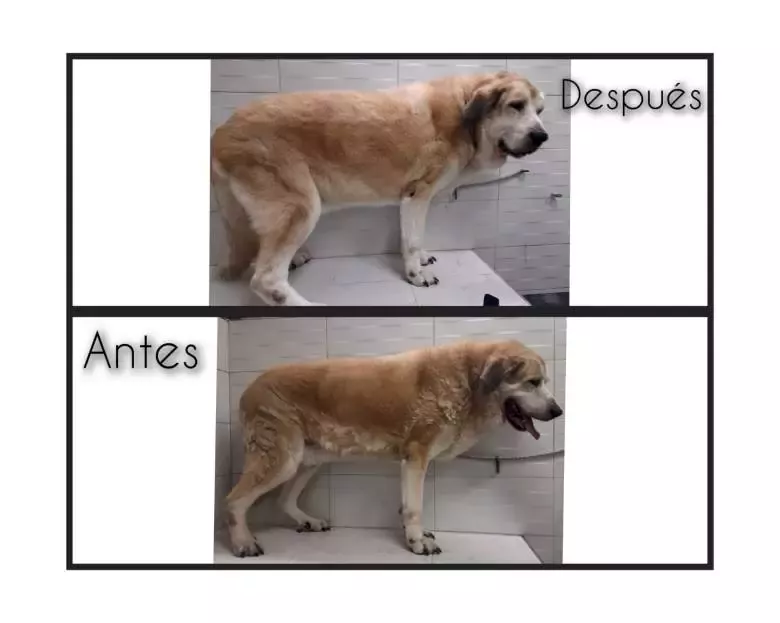 Peluqueria Canina Enredos