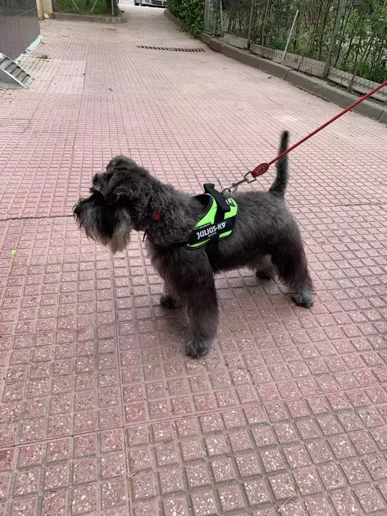 Peluqueria canina Intercan