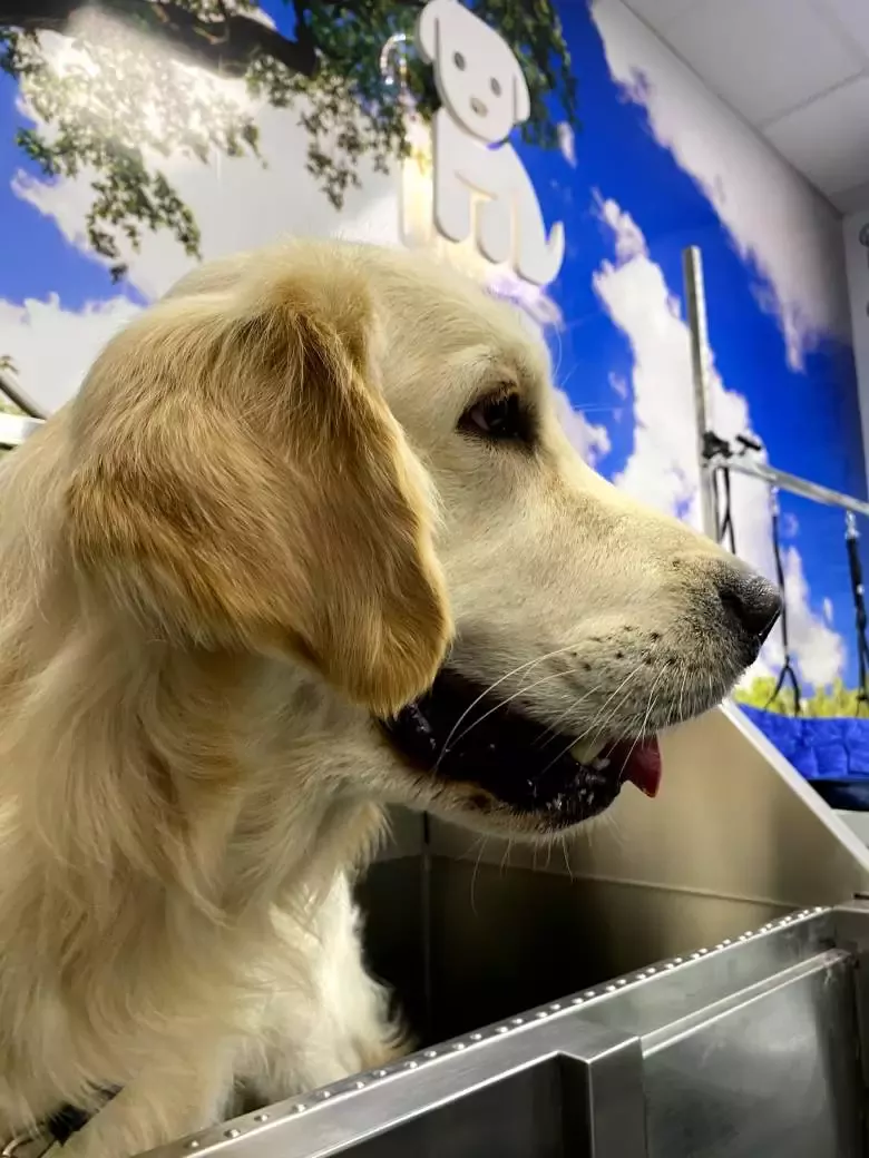 PELUQUERIA CANINA MOSTOLES PIENSOS ALIMENTACION ANIMAL EL MADROÑO