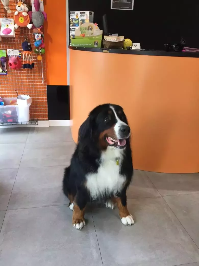 PELUQUERIA CANINA PETOCHOS