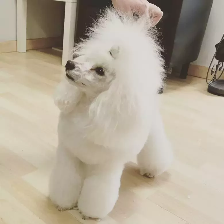 Peluquería Canina Truka