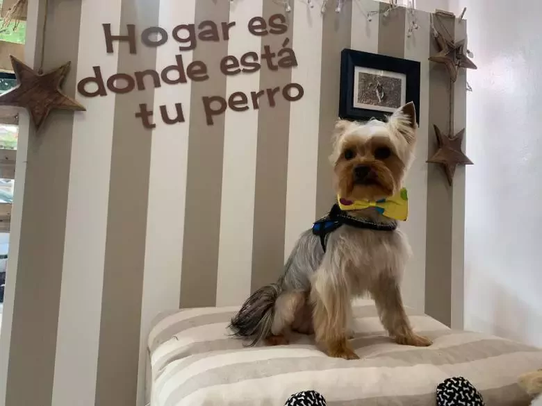 Perruras Peluquería Canina Tienda de Mascotas