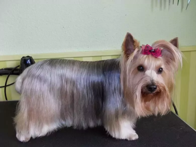 SALÓN DE PELUQUERÍA Y ESTÉTICA CANINA EL PERRO VERDE