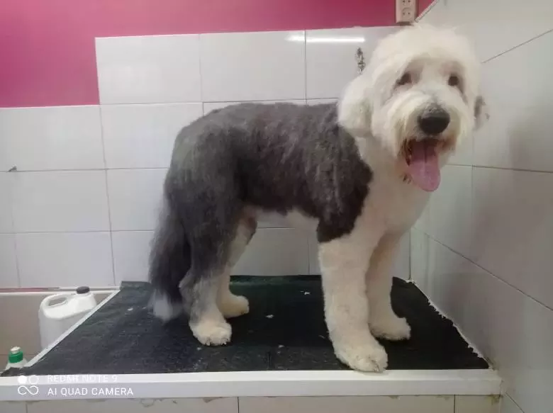 Peluquería Canina en Fuenlabrada | COCO'S