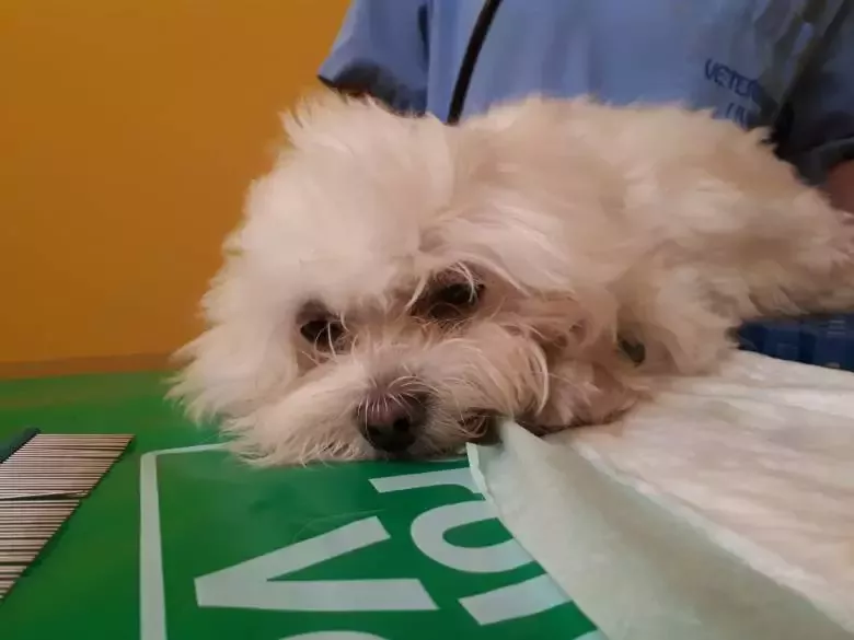 Peluquería Canina Livet