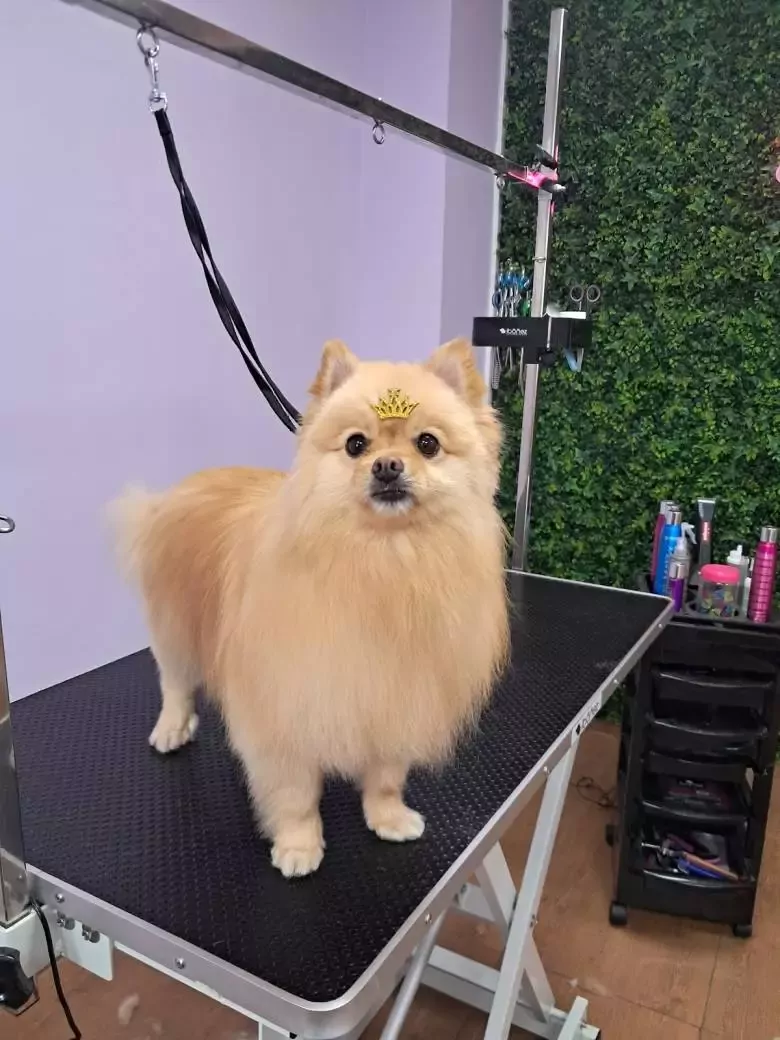 Peluquería Canina Mayzo