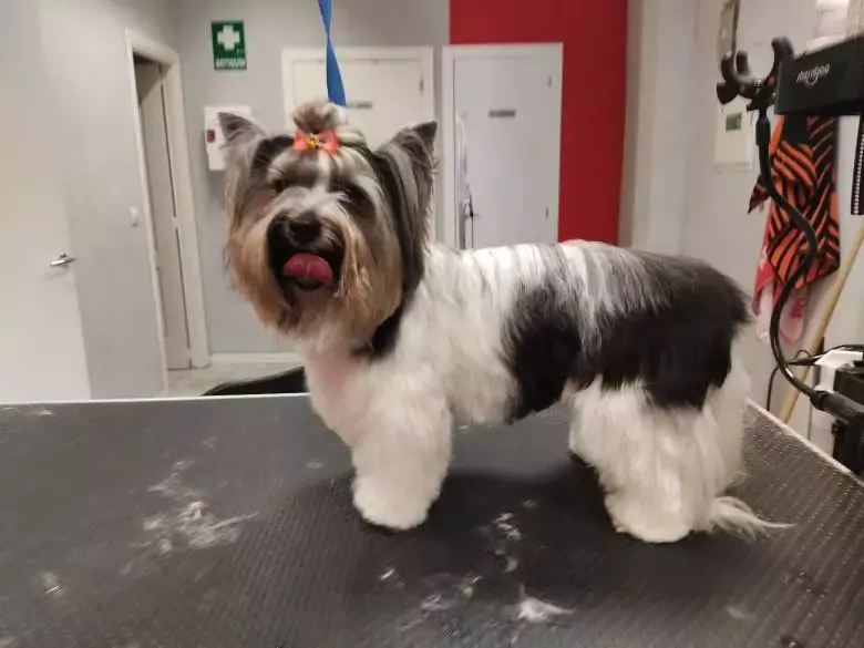 Peluquería canina Rubén arranz