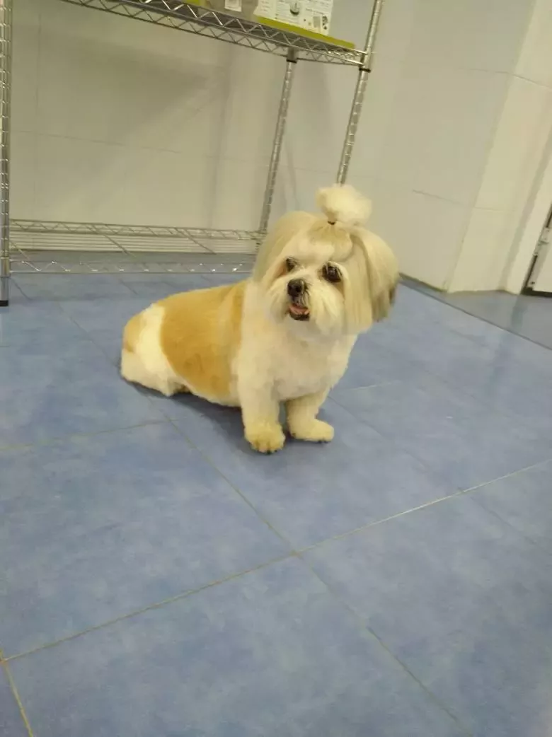 Peluqueria canina yayku