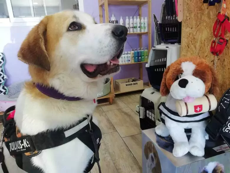 Ponte Guap@ Peluqueria Canina y Autolavado