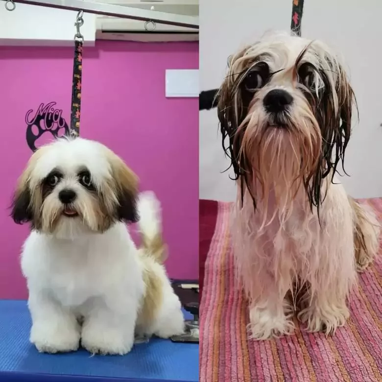 Peluqueria canina Mia