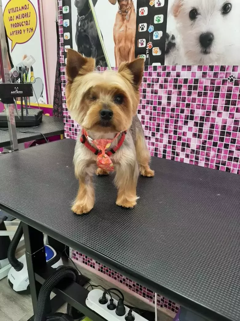 Peluqueria canina orejitas