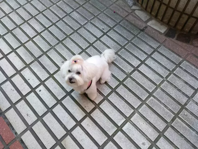 Bichos Peluqueria canina