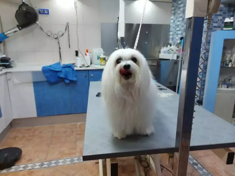 Cap i Cua Peluquería Canina