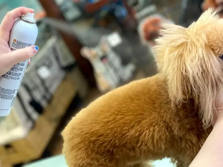 Cuquipet peluquería de mascotas con ozonoterapia Santander