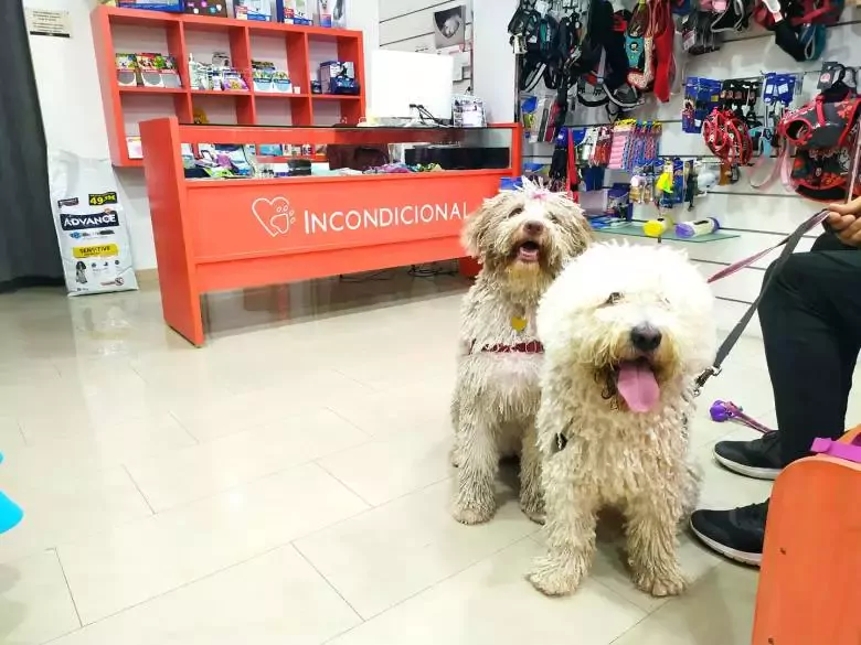 Incondicional Castellón Peluquería canina y tienda de artículos para mascotas