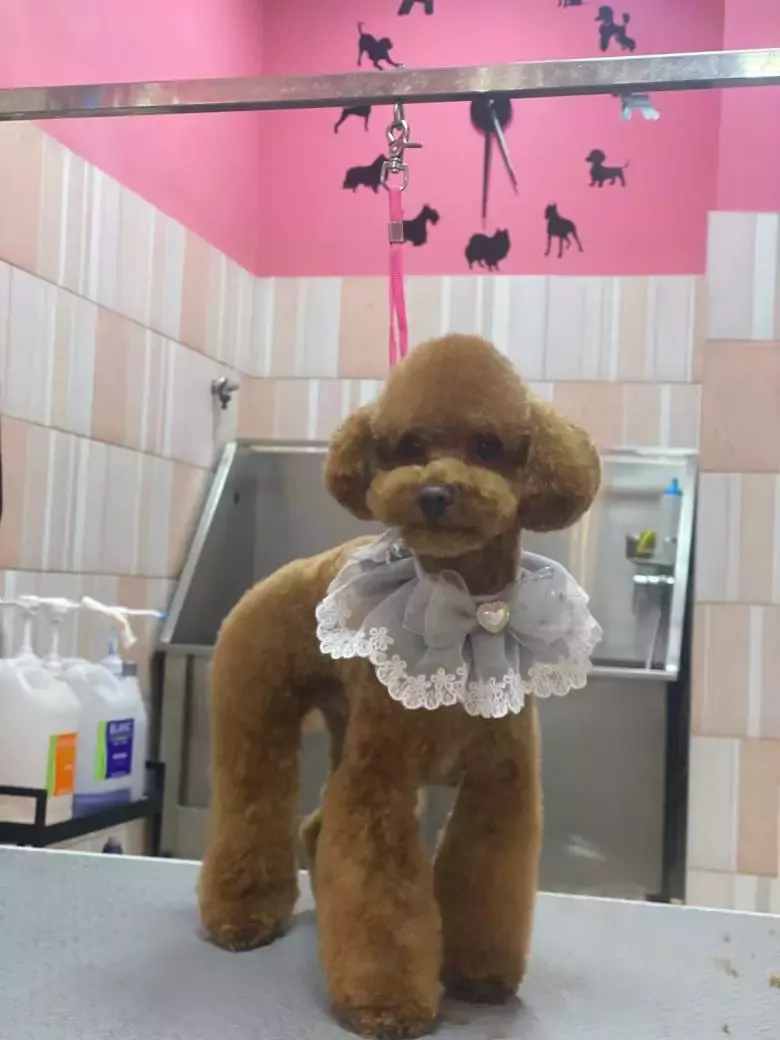 Peluquería canina Claudia Espiga