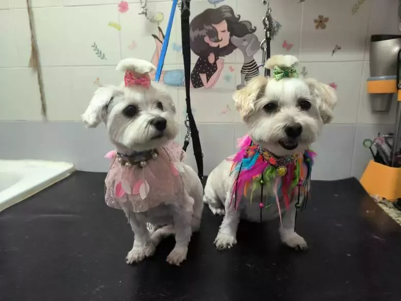 Peluqueria Canina La Castellana