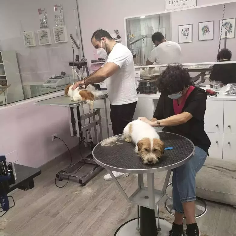 Peluquería Canina y Escuela de peluqueria PLUCKING en Santander