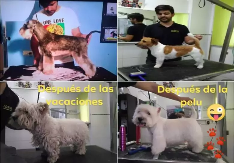 Zoofari Estilisme Caní